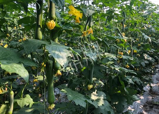 蔬菜種子種植戶客戶點評-種植“優(yōu)比1號”差的用戶，差到什么樣子？
