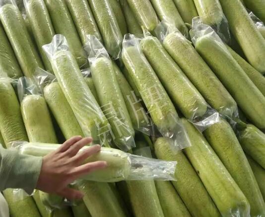 蔬菜種子種植戶客戶點評-這個絲瓜每畝能掙3萬，惠州客戶很滿意！