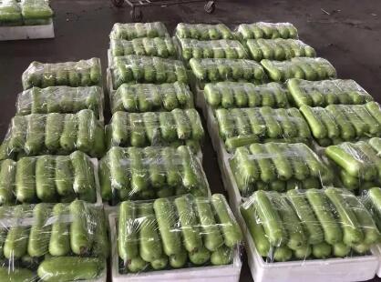 蔬菜種子種植戶客戶點評-上市早，價格好！我連續(xù)種了三年，滿意！