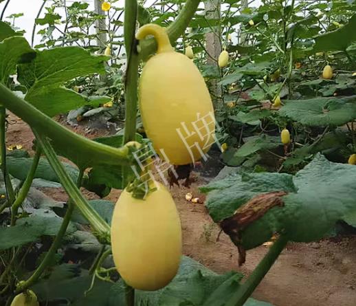 蔬菜種子種植戶客戶點評-上市了，14元/公斤。河南客戶發(fā)來…