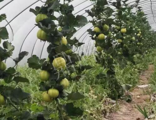 蔬菜種子種植戶客戶點評-我的乖乖，一株坐果15個，6元1斤，好賣得很！