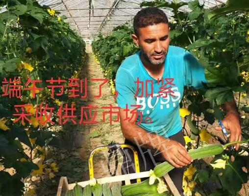 蔬菜種子種植戶客戶點評-羨慕！每公斤24元，“優(yōu)比1號”在法國的表現(xiàn)…