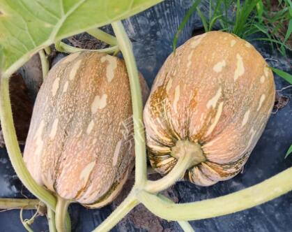 蔬菜種子種植戶客戶點評-“押寶”押對了，押對這個品種賺了2倍錢！