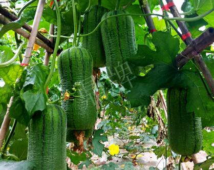 蔬菜種子種植戶客戶點評-這個新品種，讓我“頭痛”…