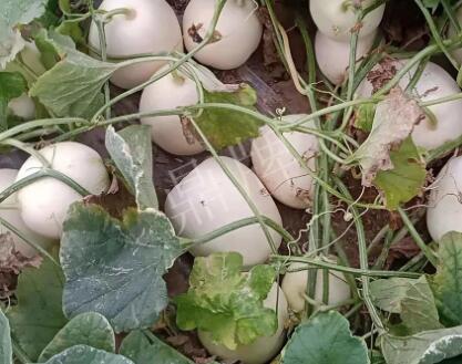 蔬菜種子種植戶客戶點評-“甜，真甜，真是甜！”