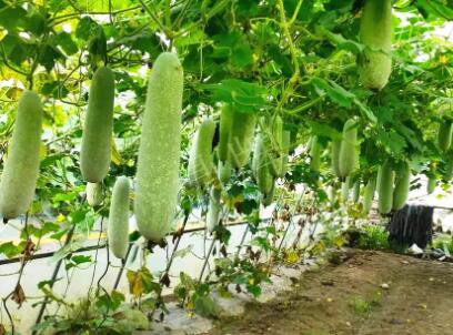 蔬菜種子種植戶客戶點評-我種的冬瓜，肉緊味甜，按個賣！