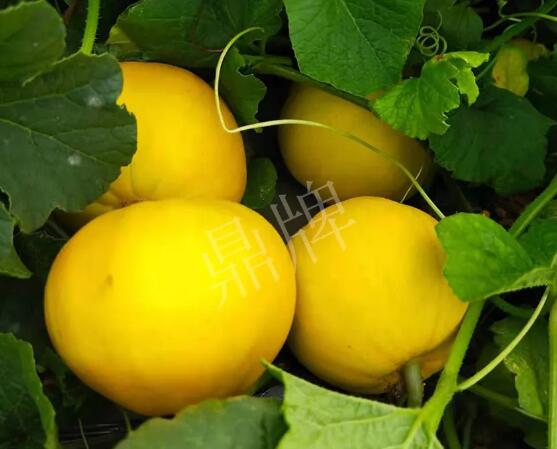 蔬菜種子種植戶客戶點評-純賺50萬，我這個“張大膽”榮光了一把！