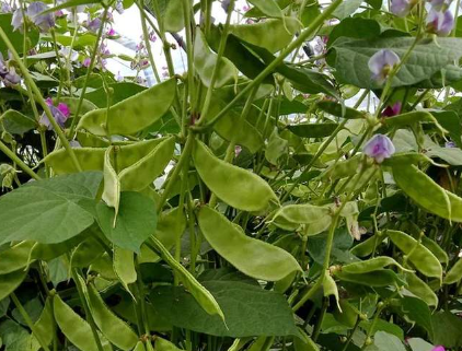 蔬菜種子種植戶客戶點評-一梭梭的，真是結(jié)坨了，“特早春”扁豆市斤批價達到10元