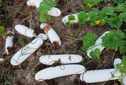 您種植過“堆堆瓜”嗎？看一看，地上全是瓜！一睹芳容