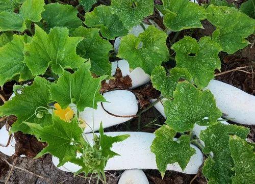 您種植過“堆堆瓜”嗎？看一看，地上全是瓜！一睹芳容