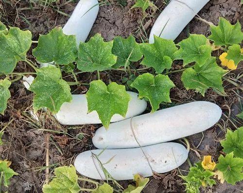 您種植過“堆堆瓜”嗎？看一看，地上全是瓜！一睹芳容