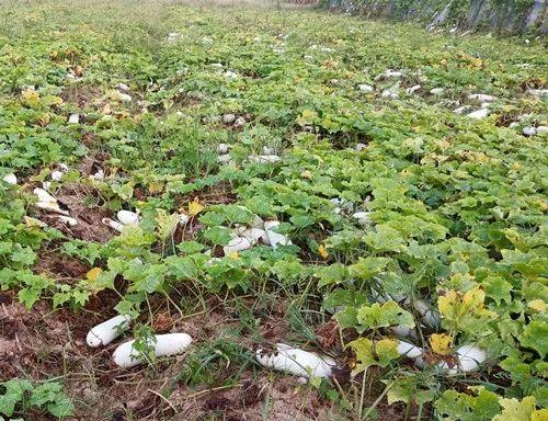 您種植過“堆堆瓜”嗎？看一看，地上全是瓜！一睹芳容