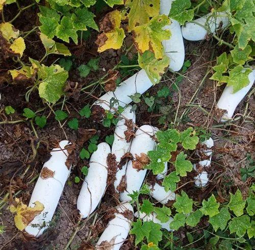 您種植過“堆堆瓜”嗎？看一看，地上全是瓜！一睹芳容