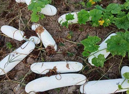 蔬菜種子種植戶客戶點評-您種植過“堆堆瓜”嗎？看一看，地上全是瓜！一睹芳容！