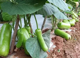 蔬菜種子種植戶客戶點評-浙江菜農(nóng)種植的鼎牌瓠瓜喜獲豐收，又賣上了好價錢!