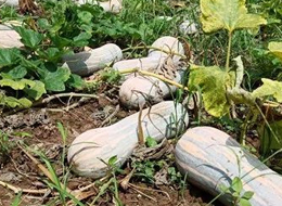 蔬菜種子種植戶客戶點評-一袋種子100粒，輕松賺回3000元...