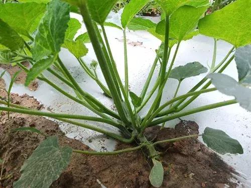 菜農種植無需噴農藥的蔬菜，不僅栽培簡單、而且效益高
