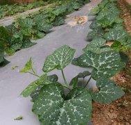 蔬菜種子種植戶客戶點評-無需噴農(nóng)藥的蔬菜，栽培簡單、效益高！