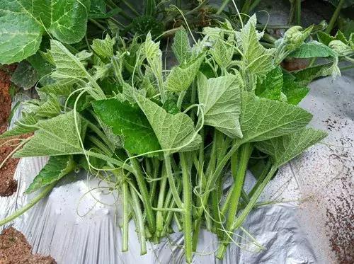 菜農種植無需噴農藥的蔬菜，不僅栽培簡單、而且效益高