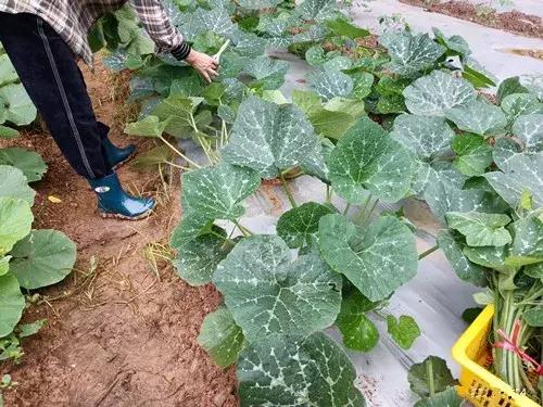 菜農種植無需噴農藥的蔬菜，不僅栽培簡單、而且效益高