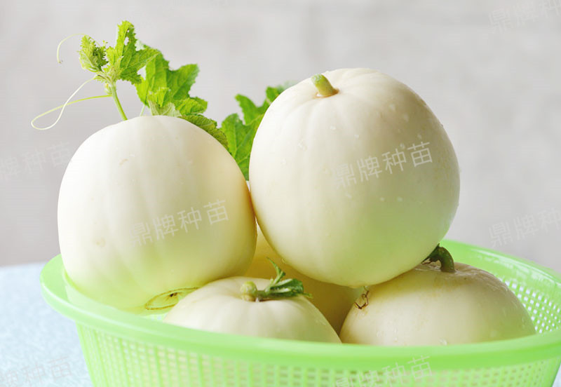 就這4個薄皮甜瓜，畝產(chǎn)萬斤很輕松，瓜果菜農(nóng)搶著種植