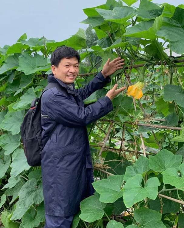 3元1斤的健美蜜本南瓜快成熟了，緬甸種植戶發(fā)來圖片與視頻