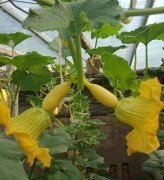 蔬菜種子種植戶客戶點評-看看菜農(nóng)劉剛建種植的“黃金筍瓜”，高產(chǎn)又高價！