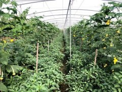 蔬菜種子種植戶客戶點評-這個品種，結(jié)瓜太夸張了！太恐怖了！