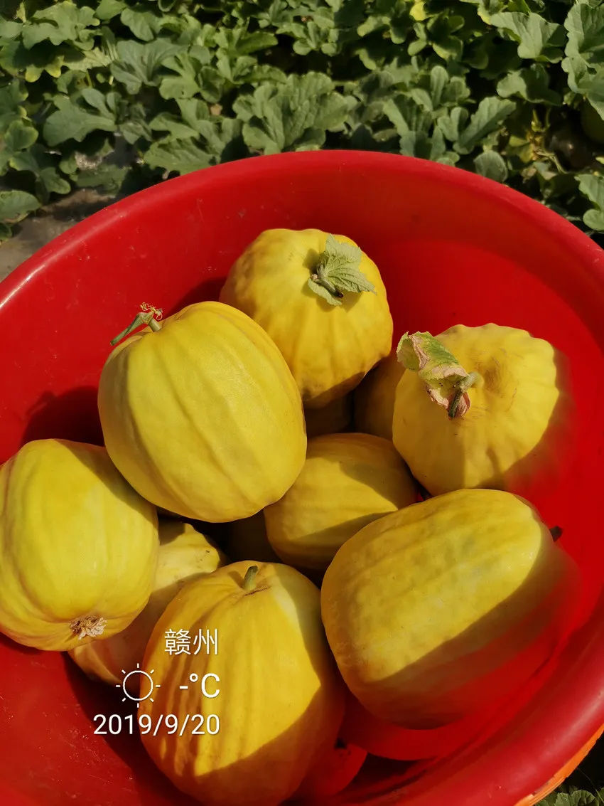 高溫季節(jié)種植甜瓜，什么品種最好？這個品種是秋季上市的專用品種