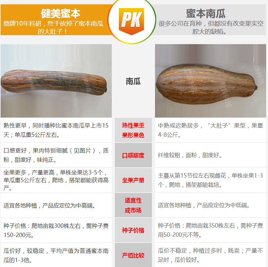 生吃都好吃南瓜新品種，沒有大肚子，肉質(zhì)更密致，農(nóng)戶試種下