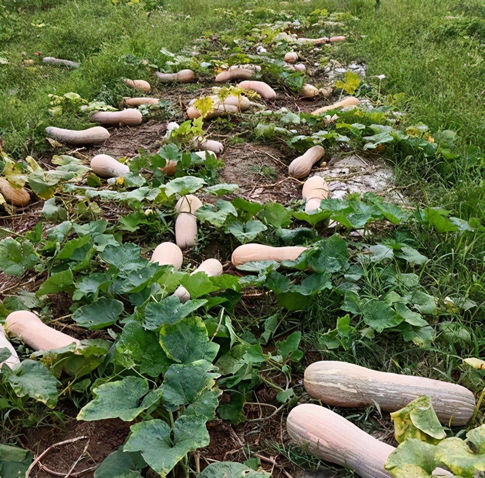 一位轉(zhuǎn)業(yè)后的特種兵，辦農(nóng)場種瓜菜，靠1個(gè)優(yōu)點(diǎn)，年賺200萬