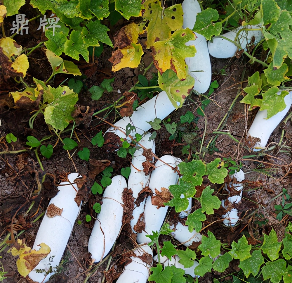 畝產(chǎn)值可達3萬元的冬瓜終上市，21年科研沉淀成就它