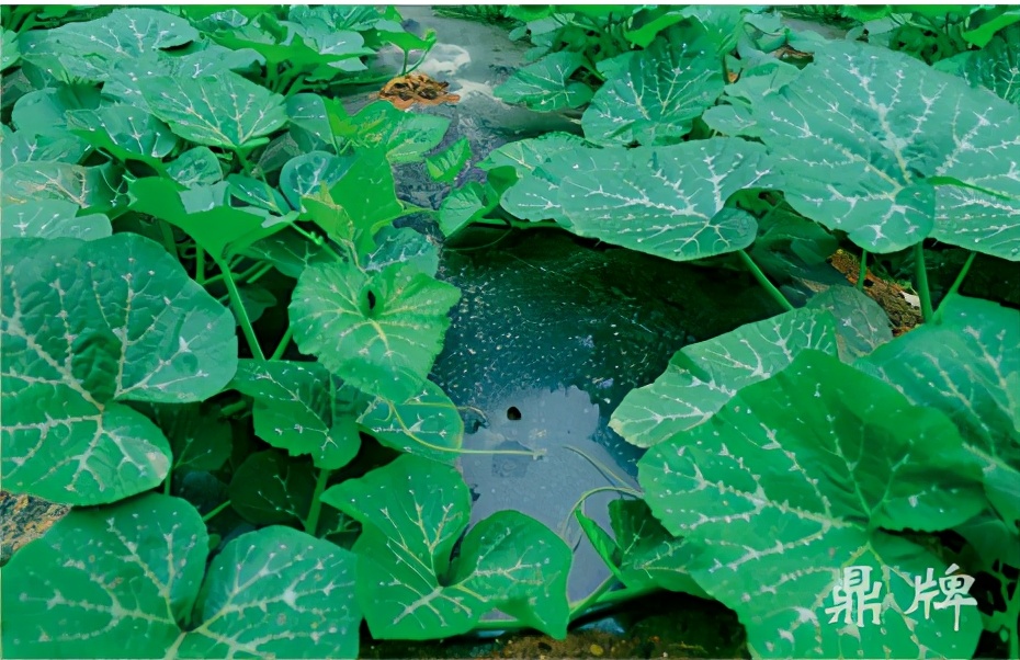 種這種綠葉菜，栽培輕松，畝產(chǎn)值過萬元，菜農(nóng)表示很劃算