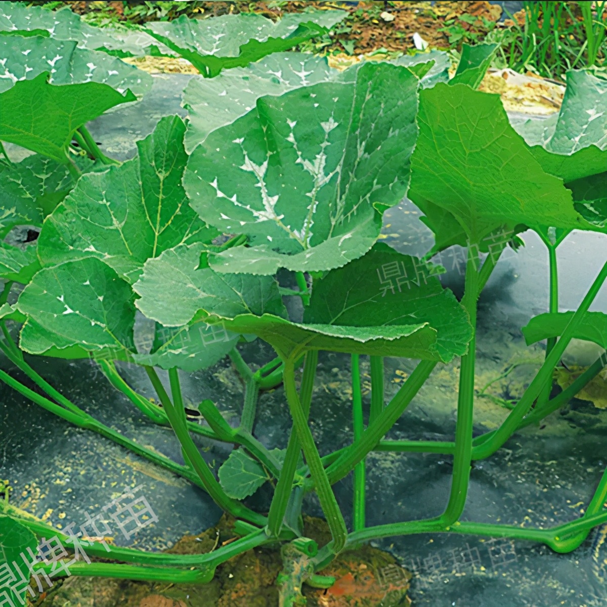 種這種綠葉菜，栽培輕松，畝產(chǎn)值過萬元，菜農(nóng)表示很劃算