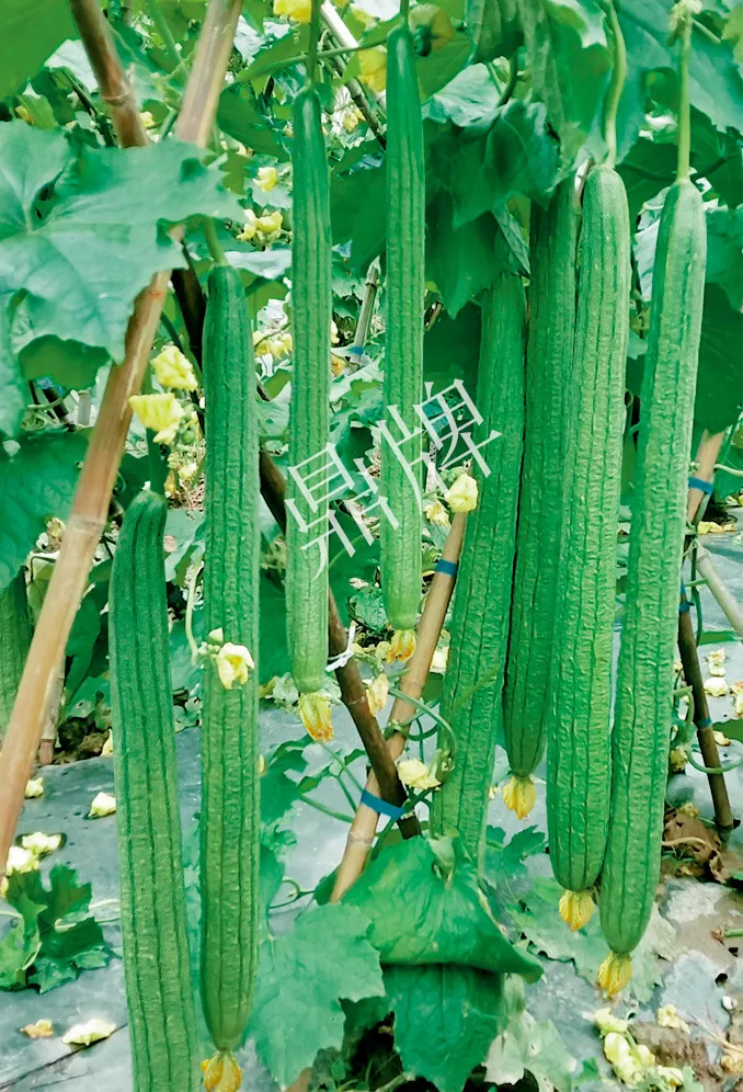 它是絲瓜種植戶的新選擇，節(jié)節(jié)有瓜，瓜長而不彎曲