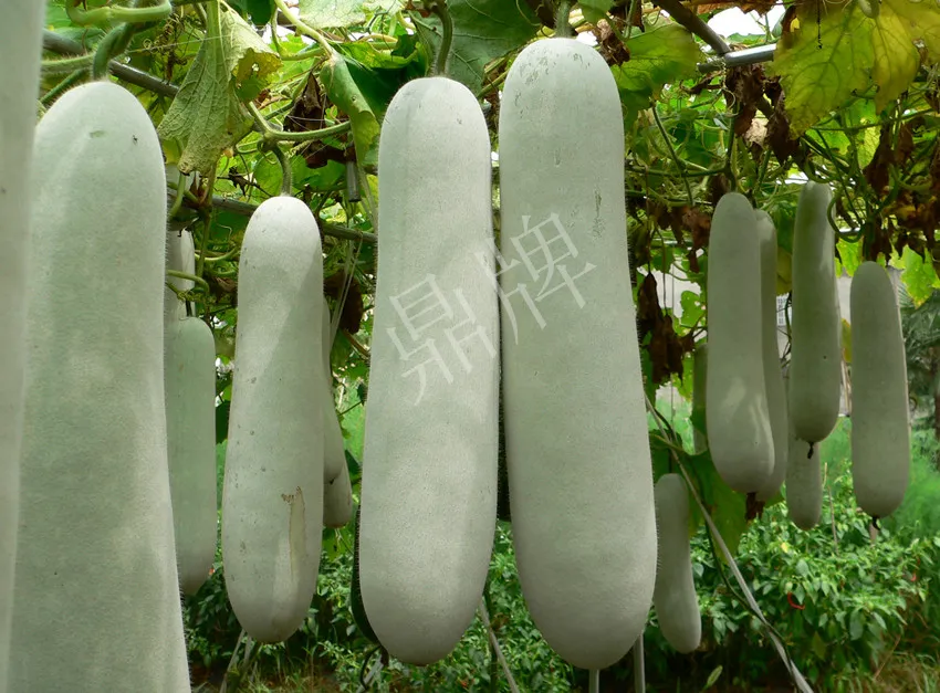 這個品種太優(yōu)秀了！耐儲耐運，適合大面積種植，菜農(nóng)瓜販都喜歡