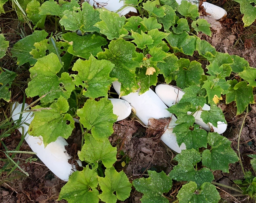 這個品種太優(yōu)秀了！耐儲耐運，適合大面積種植，菜農(nóng)瓜販都喜歡