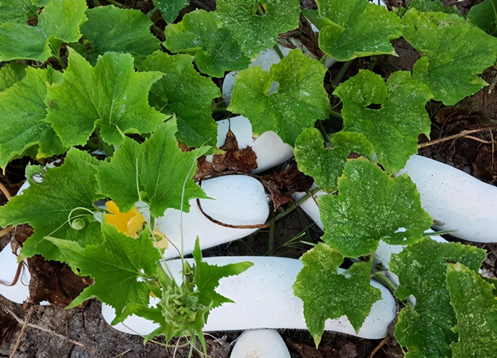 這個品種太優(yōu)秀了！耐儲耐運，適合大面積種植，菜農(nóng)瓜販都喜歡