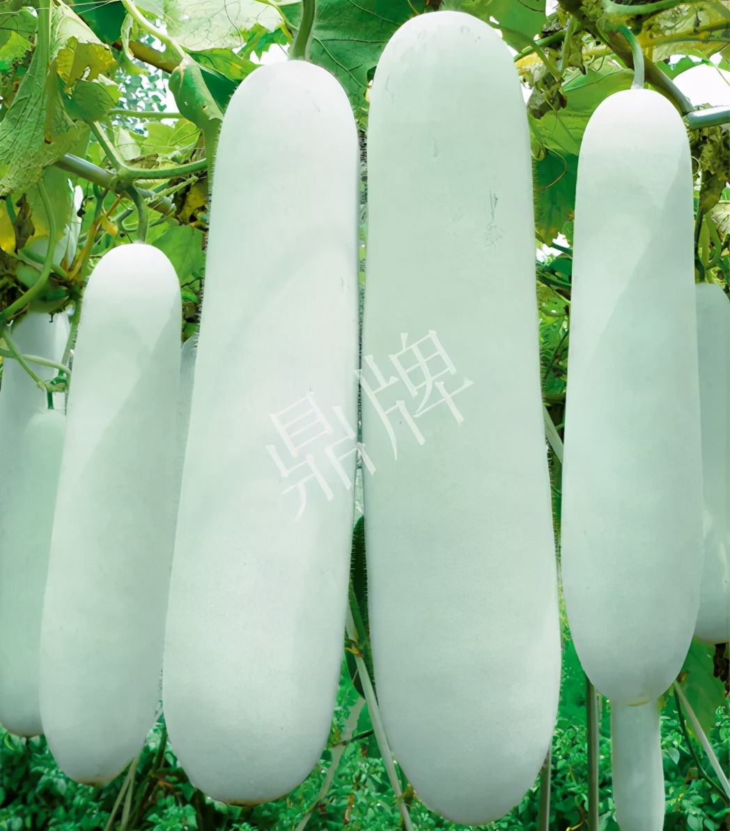 這個品種太優(yōu)秀了！耐儲耐運，適合大面積種植，菜農(nóng)瓜販都喜歡
