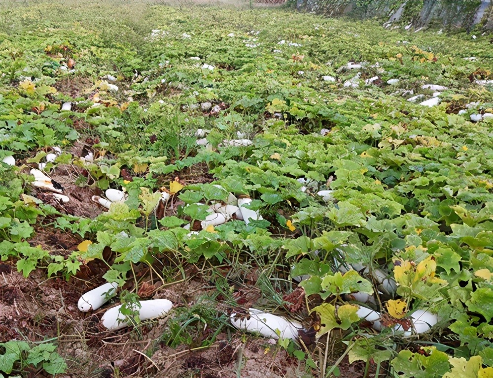 這個品種太優(yōu)秀了！耐儲耐運，適合大面積種植，菜農(nóng)瓜販都喜歡