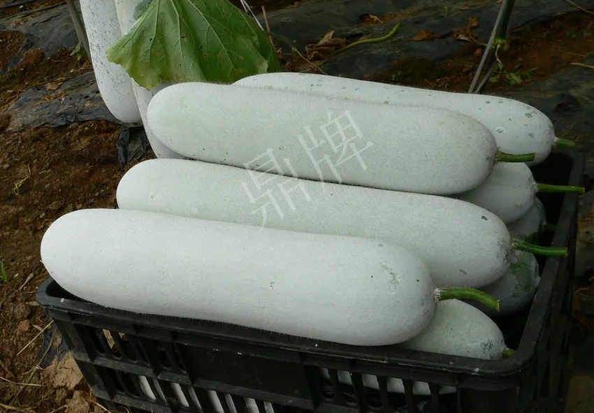 這個品種太優(yōu)秀了！耐儲耐運，適合大面積種植，菜農(nóng)瓜販都喜歡