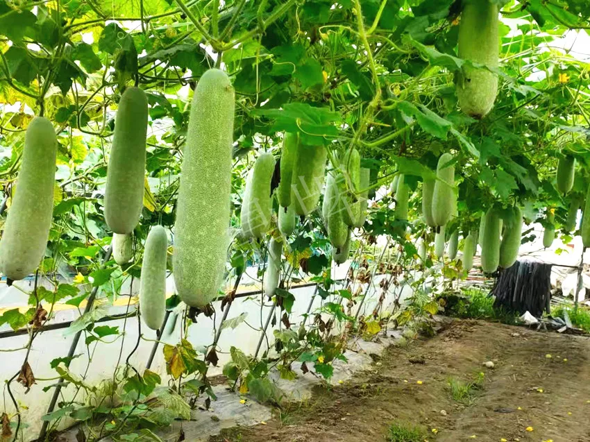 什么品種的冬瓜按個買？價格是同期黑皮冬瓜五倍
