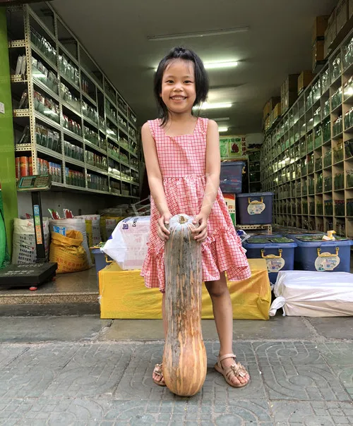 四川農(nóng)戶今年種“健美蜜本”南瓜產(chǎn)量高，品質(zhì)好，感覺巴適得很