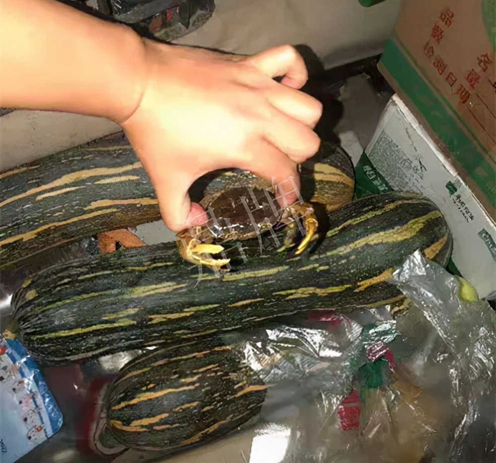 四川農(nóng)戶今年種“健美蜜本”南瓜產(chǎn)量高，品質(zhì)好，感覺巴適得很