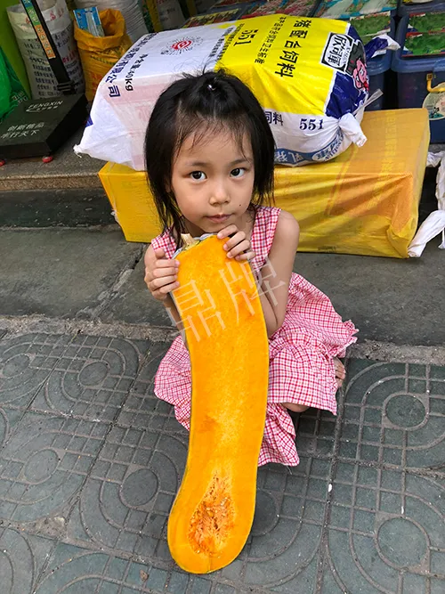 四川農(nóng)戶今年種“健美蜜本”南瓜產(chǎn)量高，品質(zhì)好，感覺巴適得很