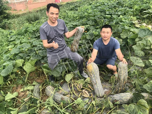 四川農(nóng)戶今年種“健美蜜本”南瓜產(chǎn)量高，品質(zhì)好，感覺巴適得很