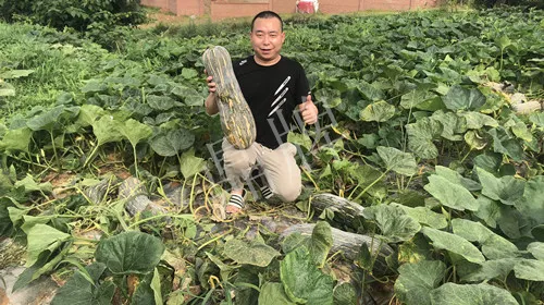四川農(nóng)戶今年種“健美蜜本”南瓜產(chǎn)量高，品質(zhì)好，感覺巴適得很