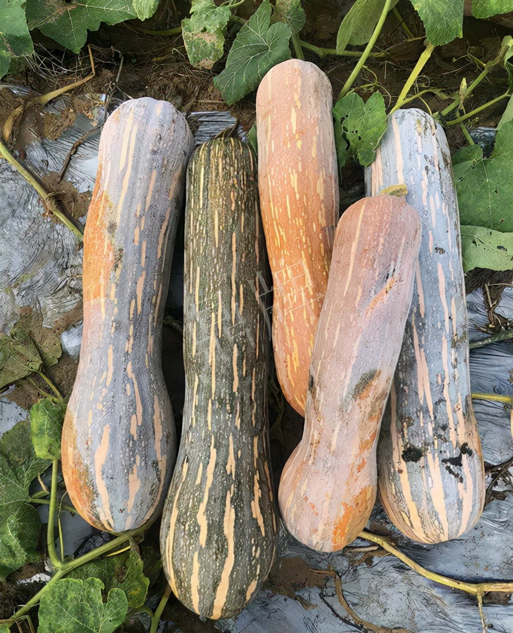 四川農(nóng)戶今年種“健美蜜本”南瓜產(chǎn)量高，品質(zhì)好，感覺巴適得很