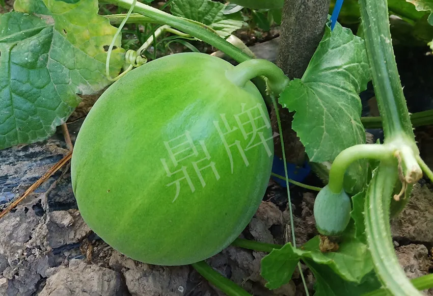 婁底瓜農(nóng)純賺50萬，我這個(gè)“張大膽”榮光了一把