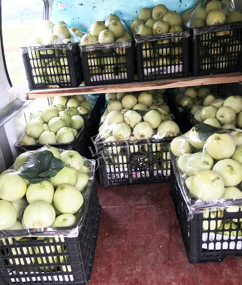 郴州農(nóng)戶種植新品種，果實(shí)又香又甜，很好賣
